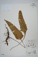 藏品(盾蕨)的圖片