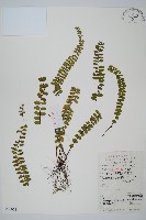 藏品(三翅鐵角蕨)的圖片