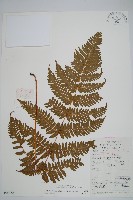 藏品(疏葉鱗毛蕨)的圖片