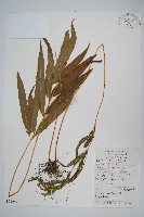 藏品(粗糙鳳尾蕨)的圖片