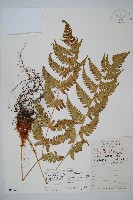 藏品(亞二型鱗毛蕨)的圖片