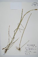 藏品(木賊)的圖片