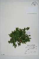 藏品(萬年松)的圖片