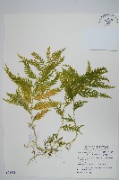 藏品(全緣卷柏)的圖片