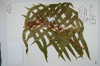 藏品(粗齒革葉紫萁)的圖片