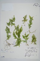 藏品(異葉卷柏)的圖片