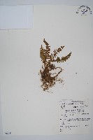 藏品(岩蕨)的圖片