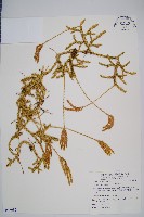 藏品(石松)的圖片