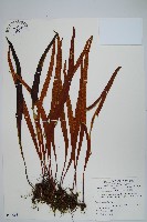 藏品(麟瓦葦、川上氏瓦葦)的圖片