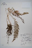 藏品(縮羽副金星蕨)的圖片