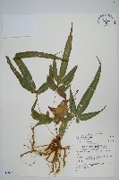 藏品(大葉鳳尾蕨)的圖片