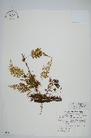 藏品(細葉蕗蕨)的圖片