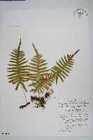 藏品(中華水龍骨)的圖片