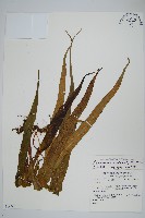 藏品(粵瓦葦)的圖片