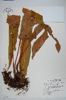 藏品(盧山石葦)的圖片