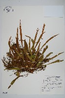 藏品(中國石葦)的圖片