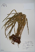 藏品(書帶蕨)的圖片