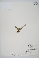 藏品(鐵角蕨)的圖片