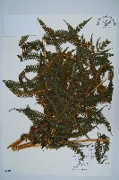 藏品(瓦氏鳳尾蕨)的圖片