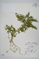 藏品(全緣卷柏)的圖片