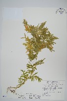 藏品(全緣卷柏)的圖片