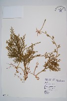 藏品(過山龍)的圖片