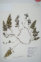 藏品(南海瓶蕨)的圖片