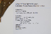 藏品(腸蕨)的圖片