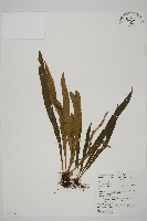 藏品(劍葉鐵角蕨、箭葉鐵角蕨)的圖片