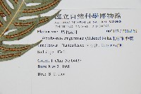 藏品(生芽狗脊蕨、頂芽狗脊蕨)的圖片