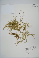 藏品(地刷子)的圖片