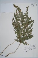 藏品(斜方複葉耳蕨)的圖片