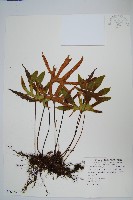 藏品(槭葉石葦)的圖片