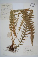 藏品(翅軸假金星蕨、短柄卵果蕨)的圖片