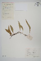 藏品(擬瓦葦)的圖片