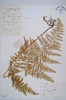 藏品(姬蕨)的圖片