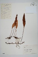 藏品(石葦)的圖片