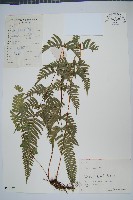 藏品(天草鳳尾蕨)的圖片