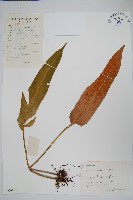 藏品(盧山石葦)的圖片