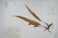 藏品(黃瓦葦)的圖片