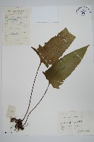 藏品(盾蕨)的圖片