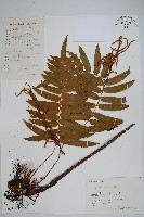 藏品(華東瘤足蕨)的圖片