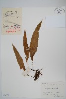 藏品(粵瓦葦)的圖片