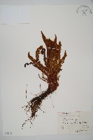 藏品(香鱗毛蕨)的圖片