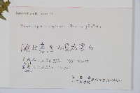 藏品(邊緣鱗蓋蕨)的圖片