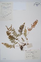 藏品(細毛碗蕨)的圖片