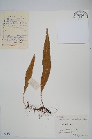 藏品(粵瓦葦)的圖片