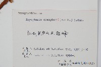 藏品(闊鱗鱗毛蕨)的圖片