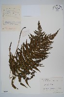 藏品(柔葉凸軸蕨)的圖片