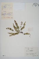 藏品(三翅鐵角蕨)的圖片